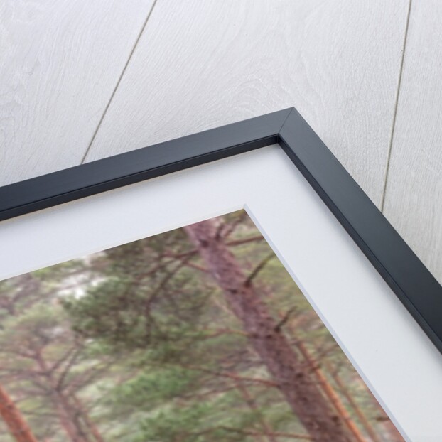 Misty forest with tall trees by Assaf Frank